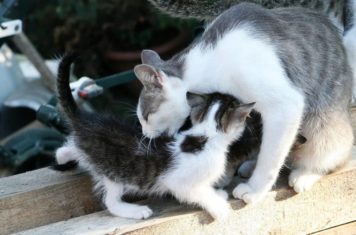 How To Stop a Cat From Moving Kittens Around the House