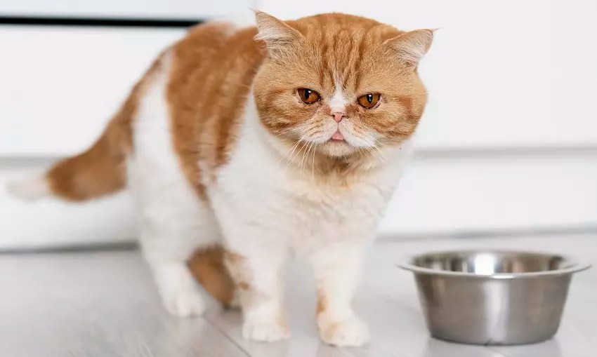 Why Does My Cat Scratch The Floor Before Drinking Water?