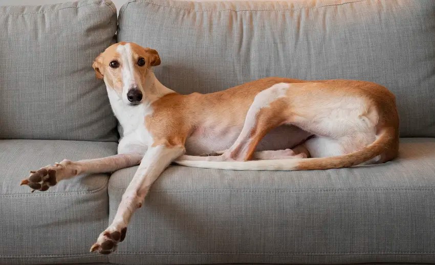 Why Does My Dog Take My Spot When I Get Up? PetCosset