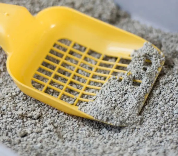 How Often Should My Cat Pee? What You Need to Know