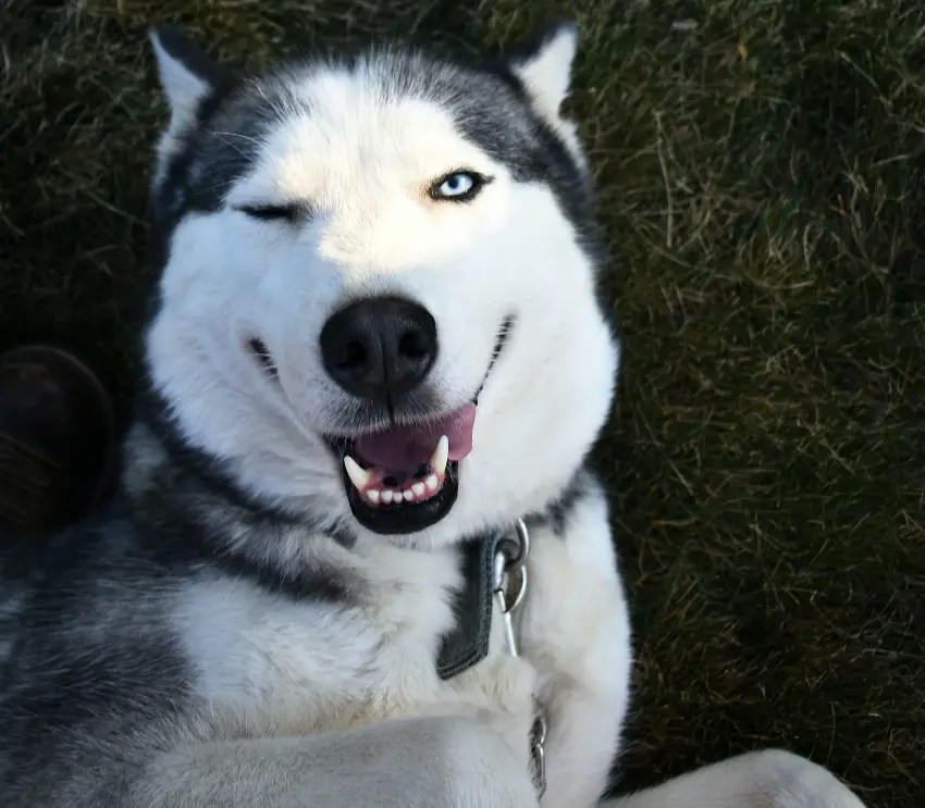 What Does it Mean When Your Dog Winks at You? Top 4 Reasons