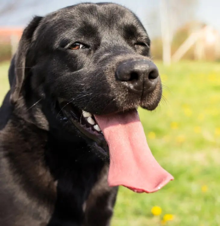 What Does it Mean When Your Dog Winks at You? Top 4 Reasons