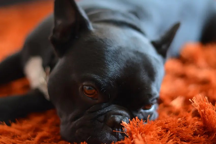 Why Does My Dog Dig At The Carpet? Here are 6 Reasons