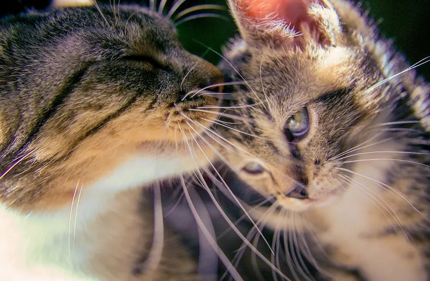 How To Stop a Cat From Moving Kittens Around the House