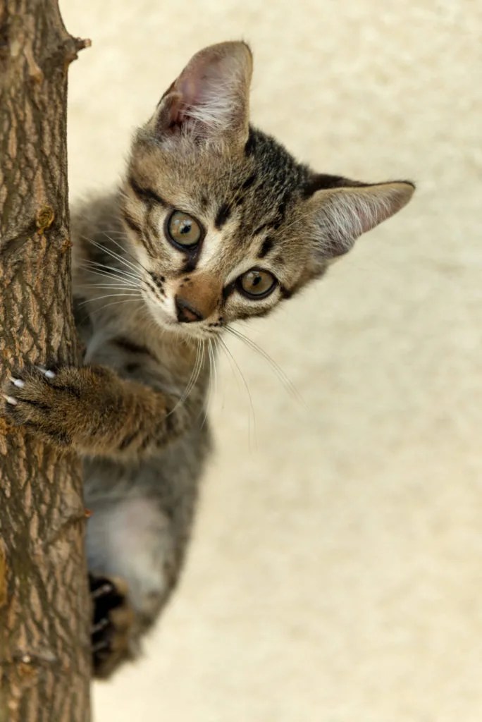Why Does My Cat Jump On My Back? 5 Common Reasons PetCosset