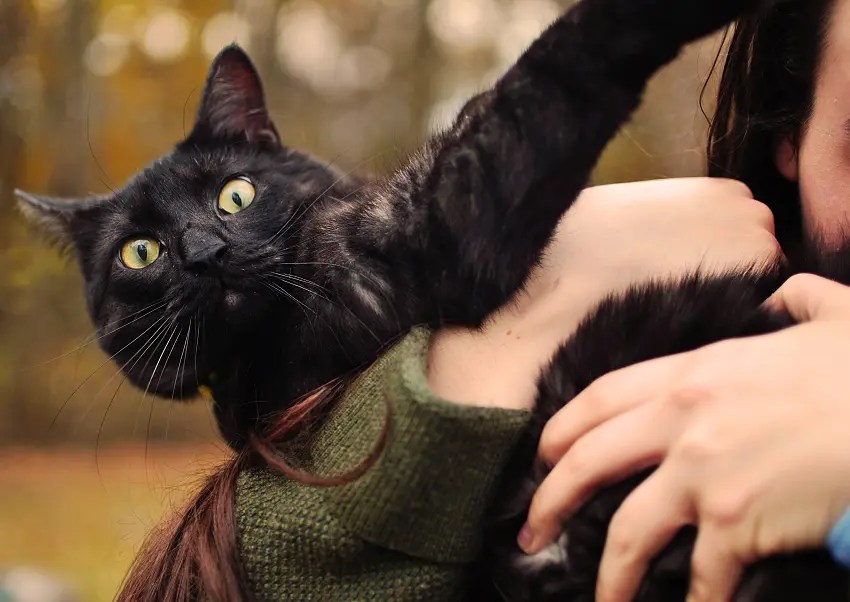 Why Does My Cat Jump On My Back? 5 Common Reasons PetCosset