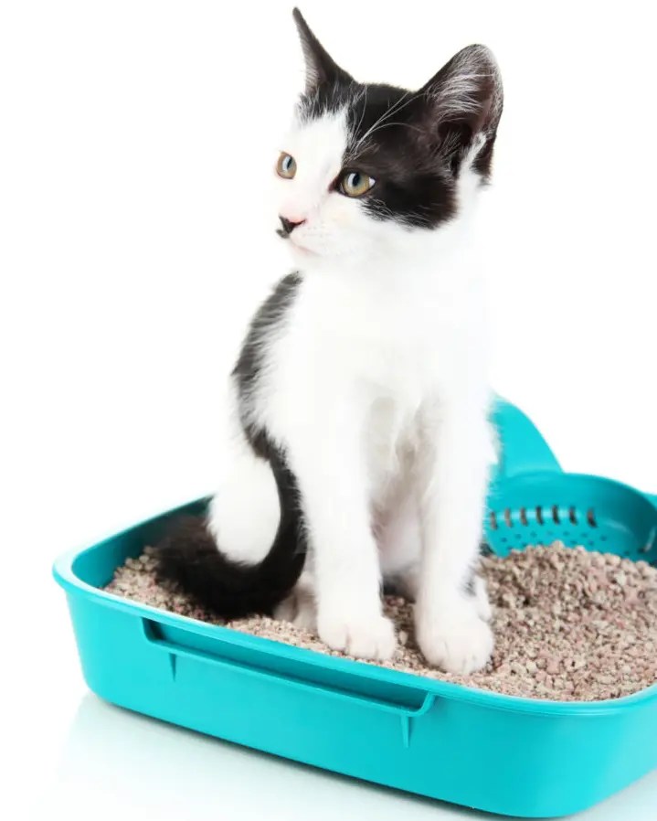 How Often Should My Cat Pee? What You Need to Know