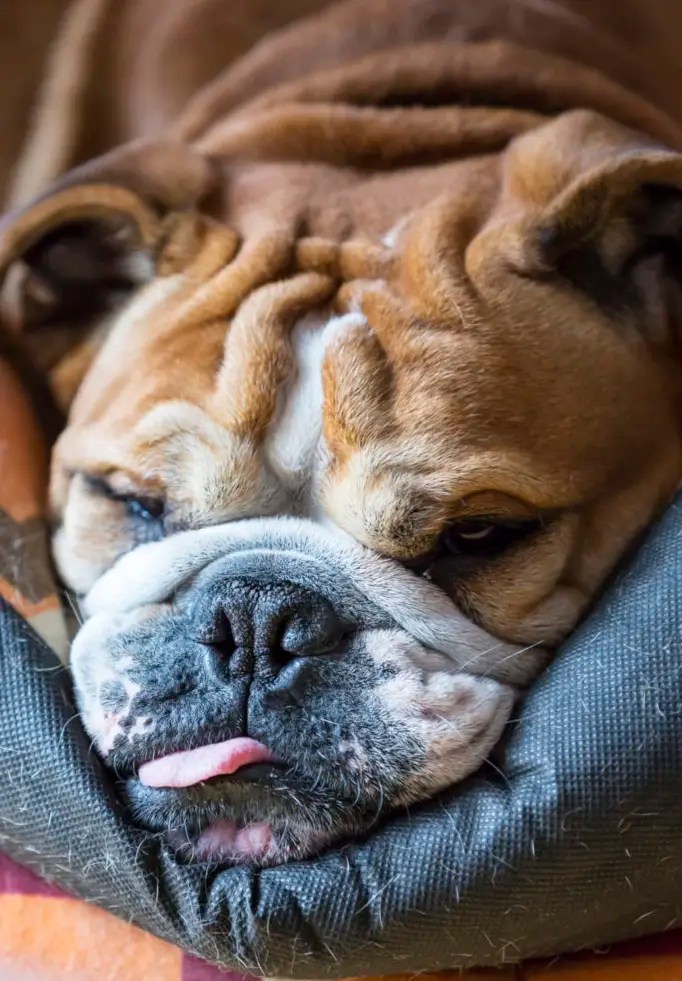 Why Does My Dog Stick His Tongue Out? 5 Possible Reasons