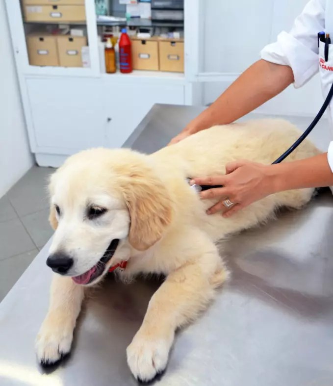 Why Does My Dog Hack After Drinking Water? (6 Reasons)