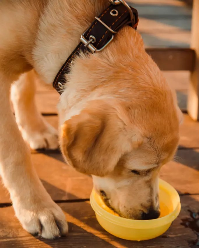 Why Does My Dog Hack After Drinking Water? (6 Reasons)