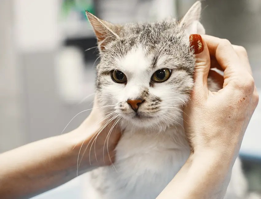 How To Groom A Cat That Hates It 7 Effective Tips PetCosset