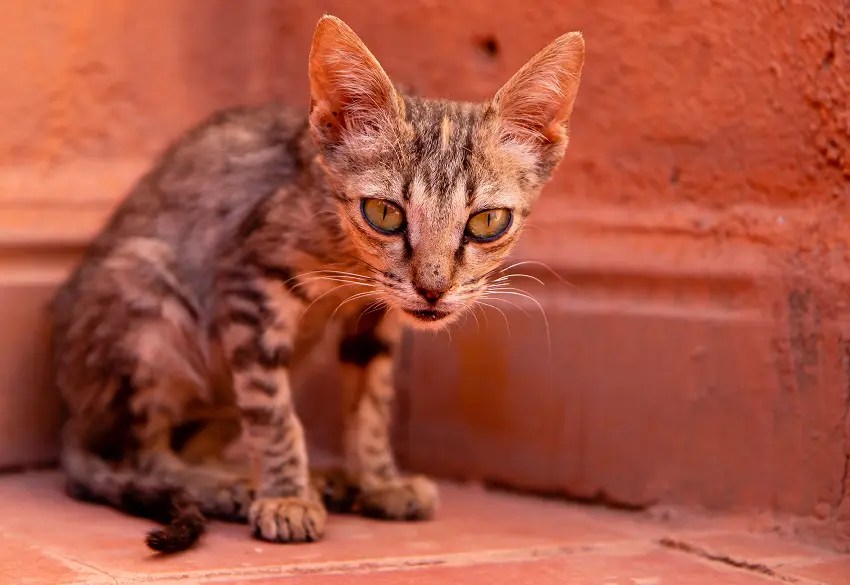 How To Tell If Your Cat Is A Runt 5 Signs to Look For