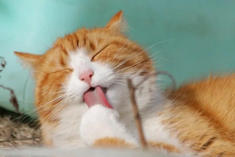 Why Is My Cat Licking The Wall? 7 Possible Reasons PetCosset