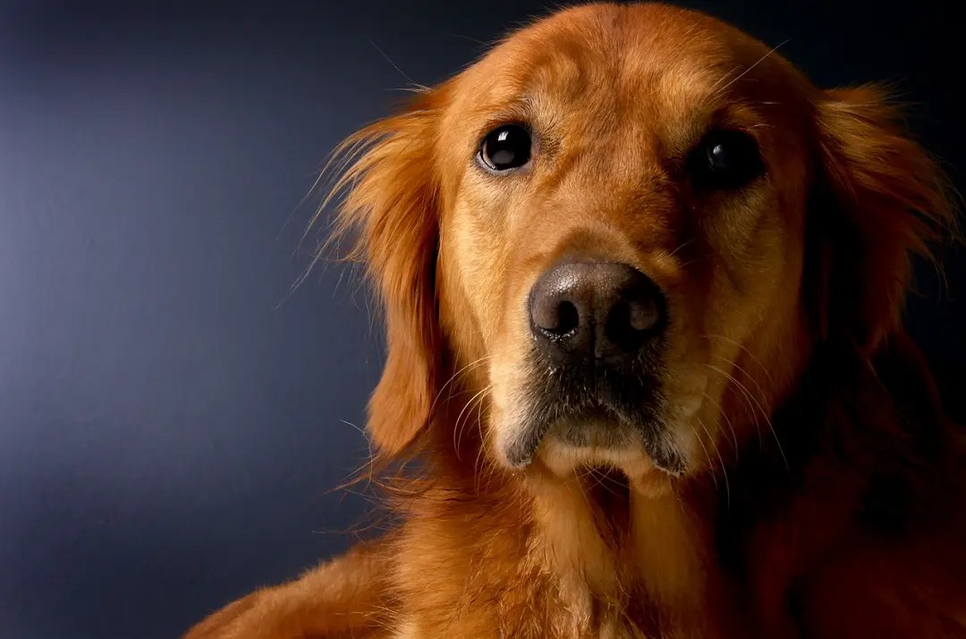 How To Tell If A Dog Has Had Puppies 6 Signs to Check