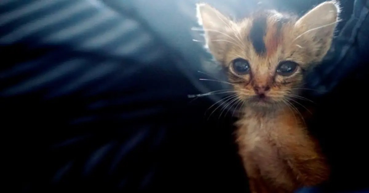 How To Tell If Your Cat Is A Runt 5 Signs to Look For