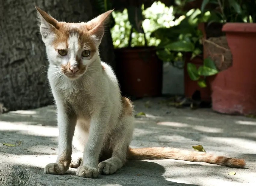 How To Tell If Your Cat Is A Runt 5 Signs to Look For