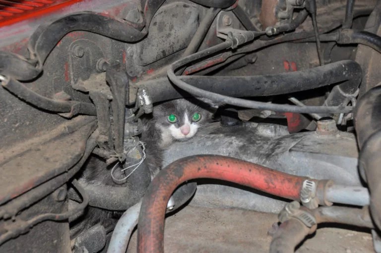 How To Get A Cat Out From Under A Car 6 Effective Methods