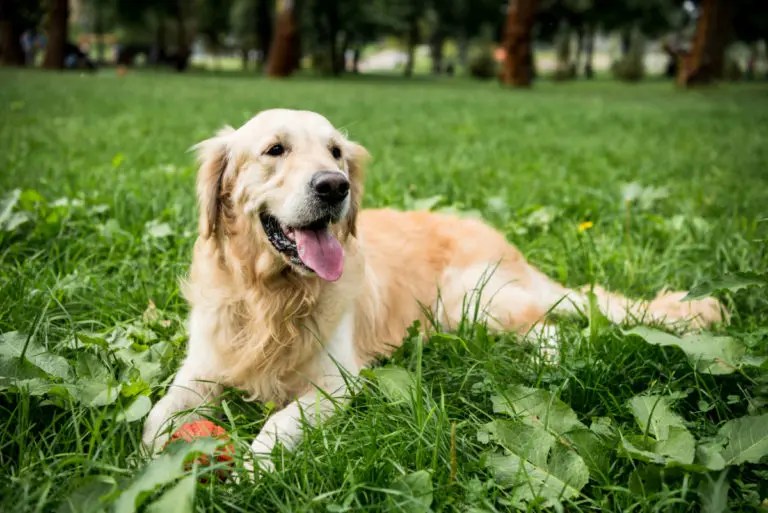 Why Does My Dog Always Eat Grass? Top 5 Reasons