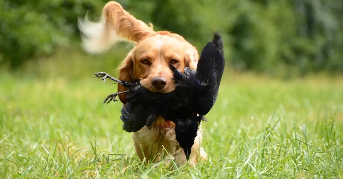 What Happens If A Dog Eats A Bird? Will It Get Sick?