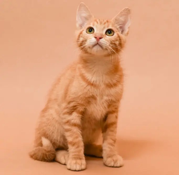 Will My Cat Miss Me When I Give Him Away? Here's The Truth