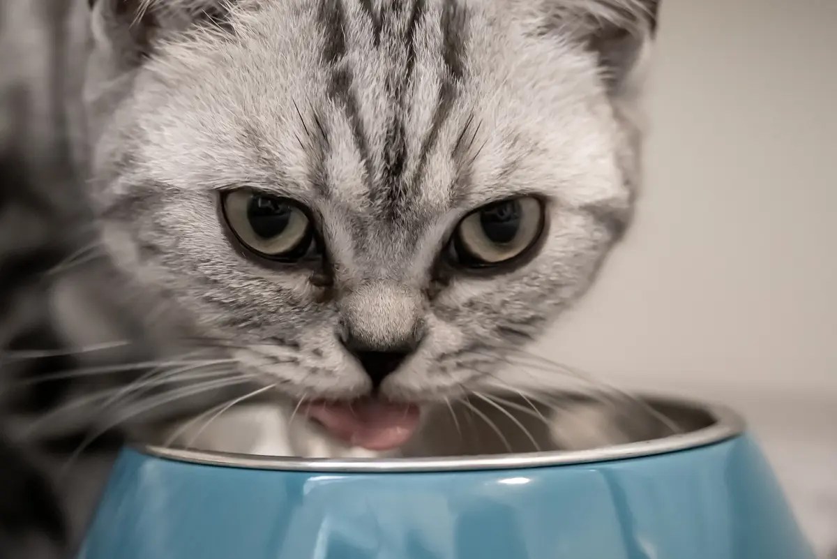 What To Feed A Toothless Cat Caring for a Feline with No Teeth