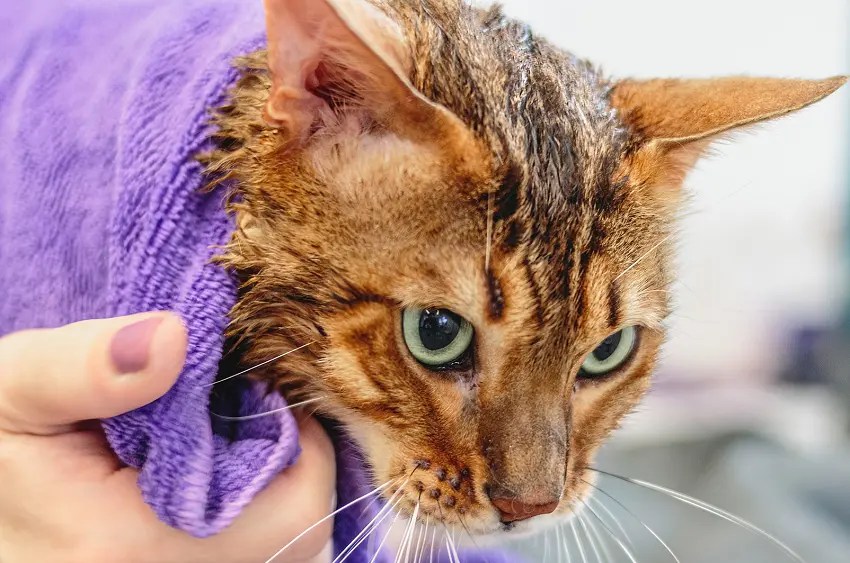 How To Groom A Cat That Hates It 7 Effective Tips PetCosset