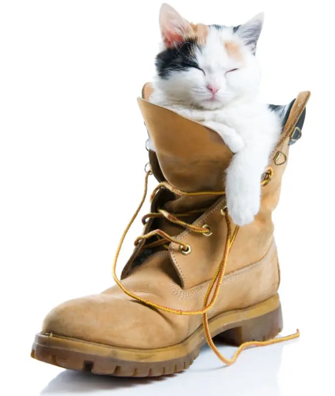 Why Does My Cat Like My Shoes? 5 Possible Reasons PetCosset