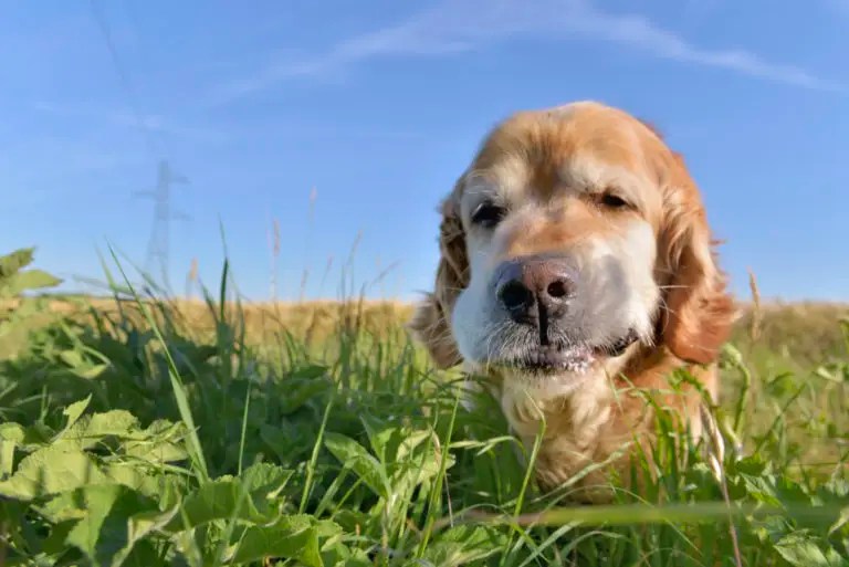 Why Does My Dog Always Eat Grass? Top 5 Reasons