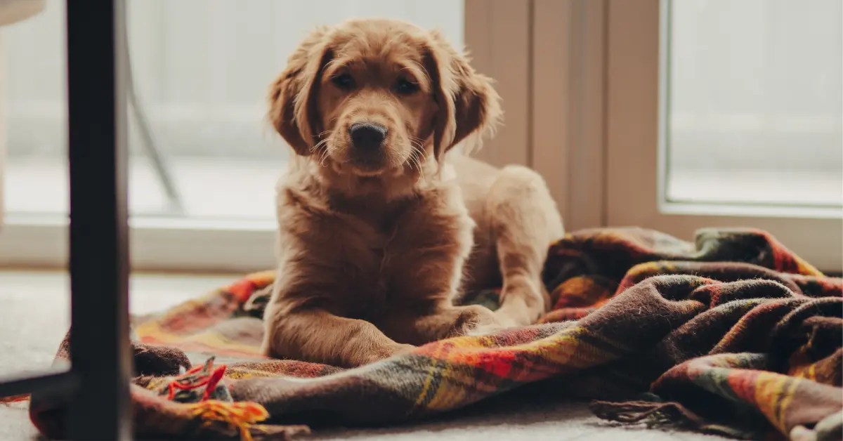 Why Does My Dog Lay On My Clothes? Top 5 Answers