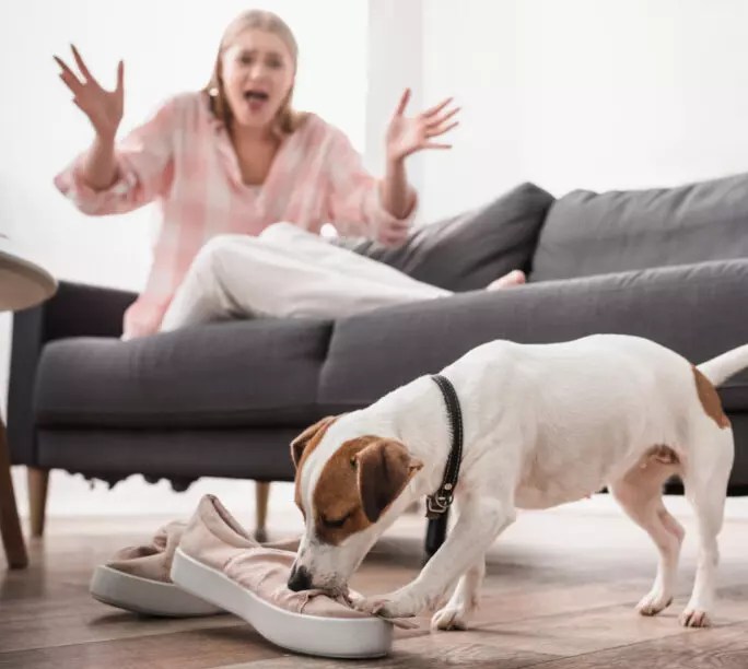 How Long Does It Take For A Dog To Pass A Squeaker?