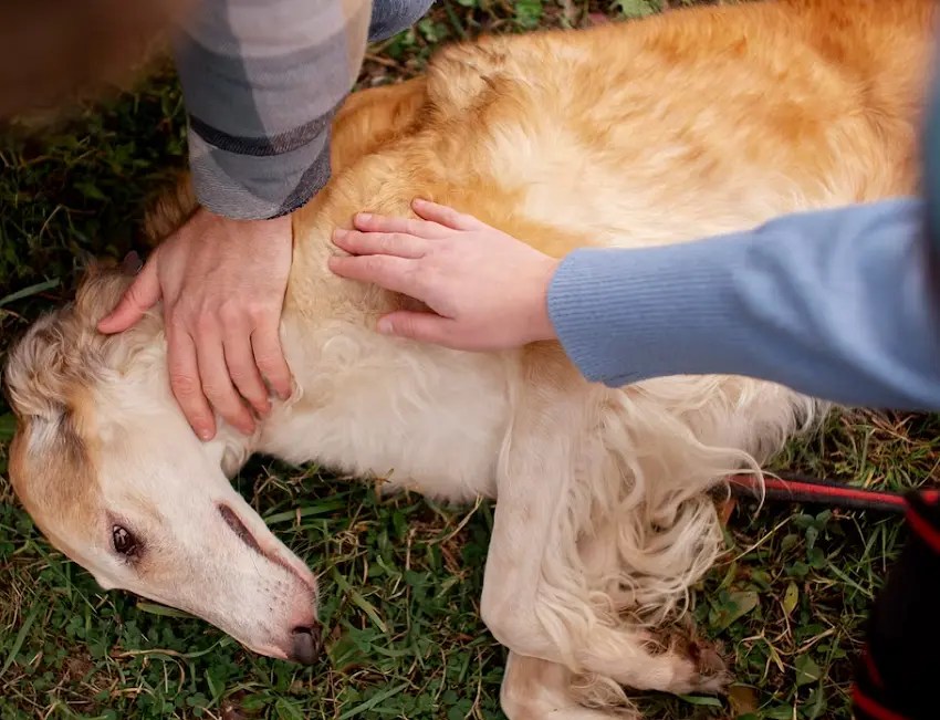 5 Natural Ways On How To Help My Dog With Skin Allergies