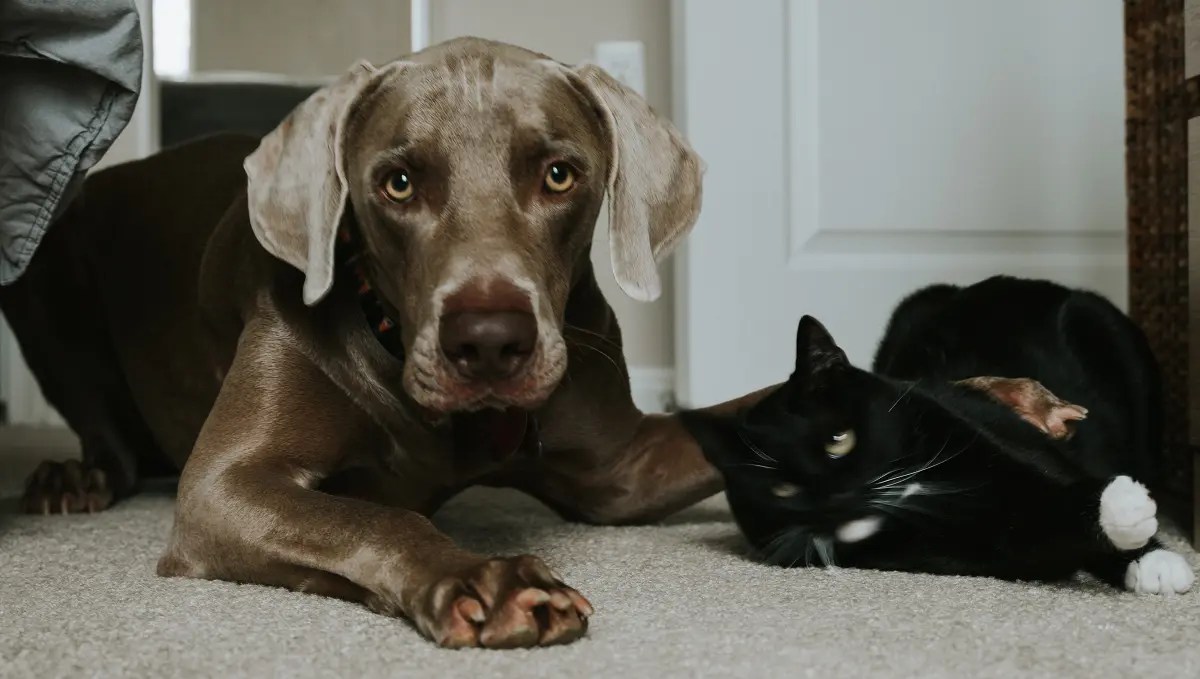 How To Stop Dog Aggression Towards Cats 5 Realistic Solutions