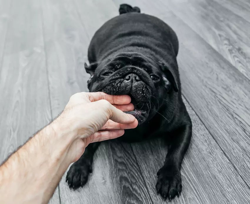 Is A Landlord Liable If A Tenant’s Dog Bites Someone? PetCosset