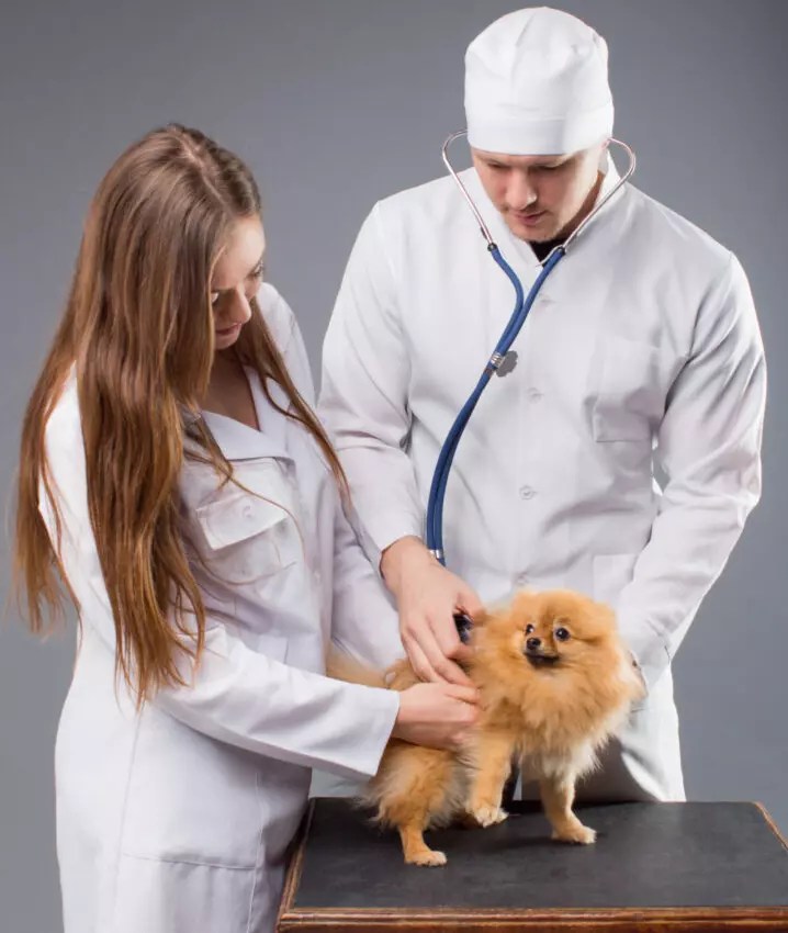 How Long Does It Take For A Dog To Pass A Squeaker?