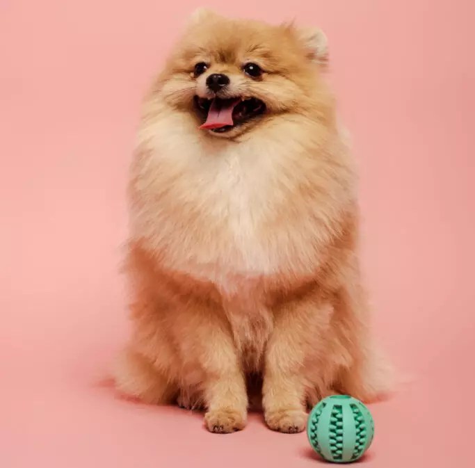 How Long Does It Take For A Dog To Pass A Squeaker?