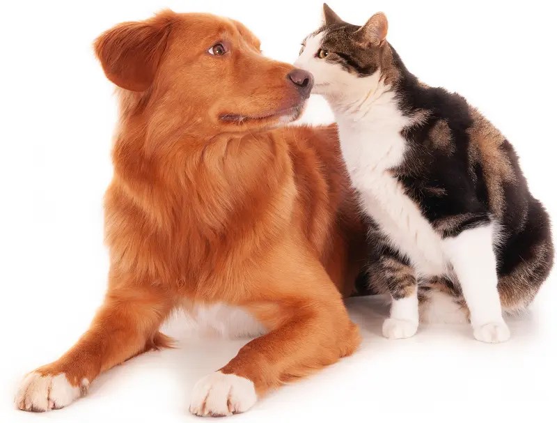What Does It Mean When A Dog Licks A Cat? 5 Adorable Explanations