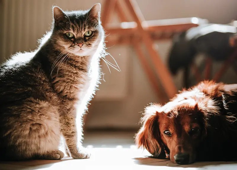 What Does It Mean When A Dog Licks A Cat? 5 Adorable Explanations