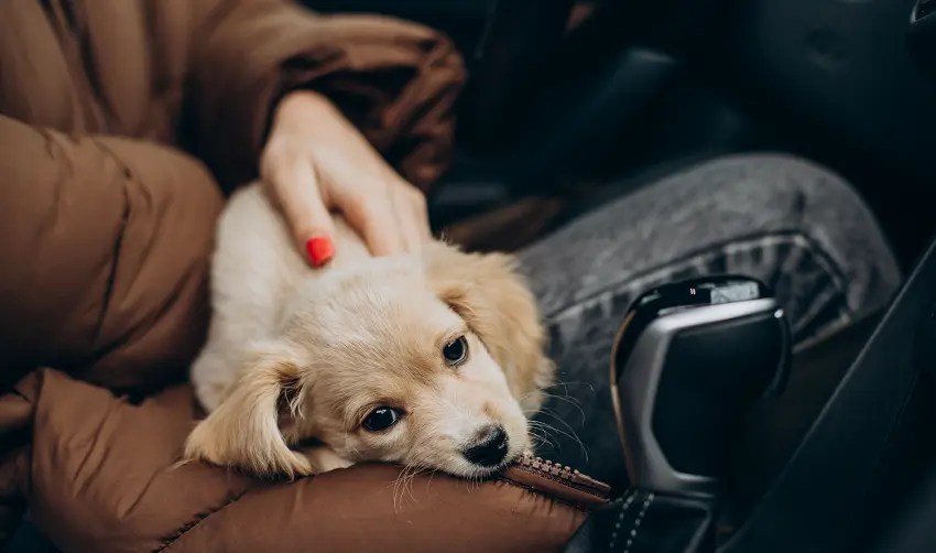 6 Ways On How To Help Dogs With Car Sickness PetCosset