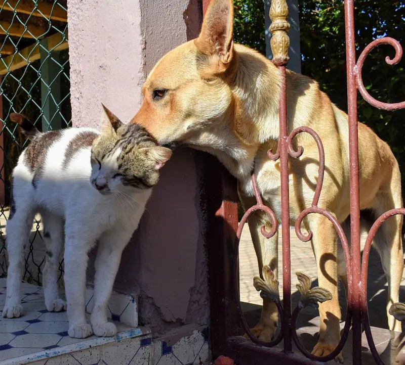 What Does It Mean When A Dog Licks A Cat? 5 Adorable Explanations