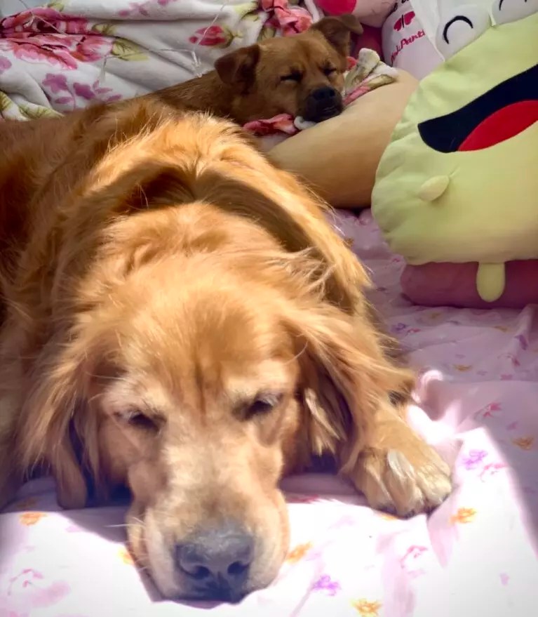 Dog Breathing Fast When Sleeping, Should I Worry?