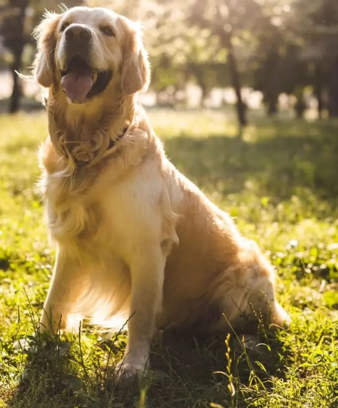 Do Wireless Dog Fences Really Work? Here's the Truth! PetCosset