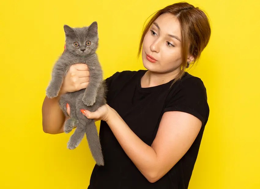 Why Does My Cat Hate Being Held? 6 Reasons to Remember