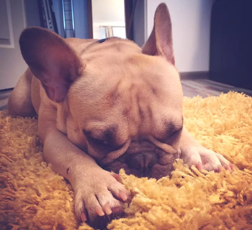 Why Is My Dog Eating Carpet? 6 Possible Reasons