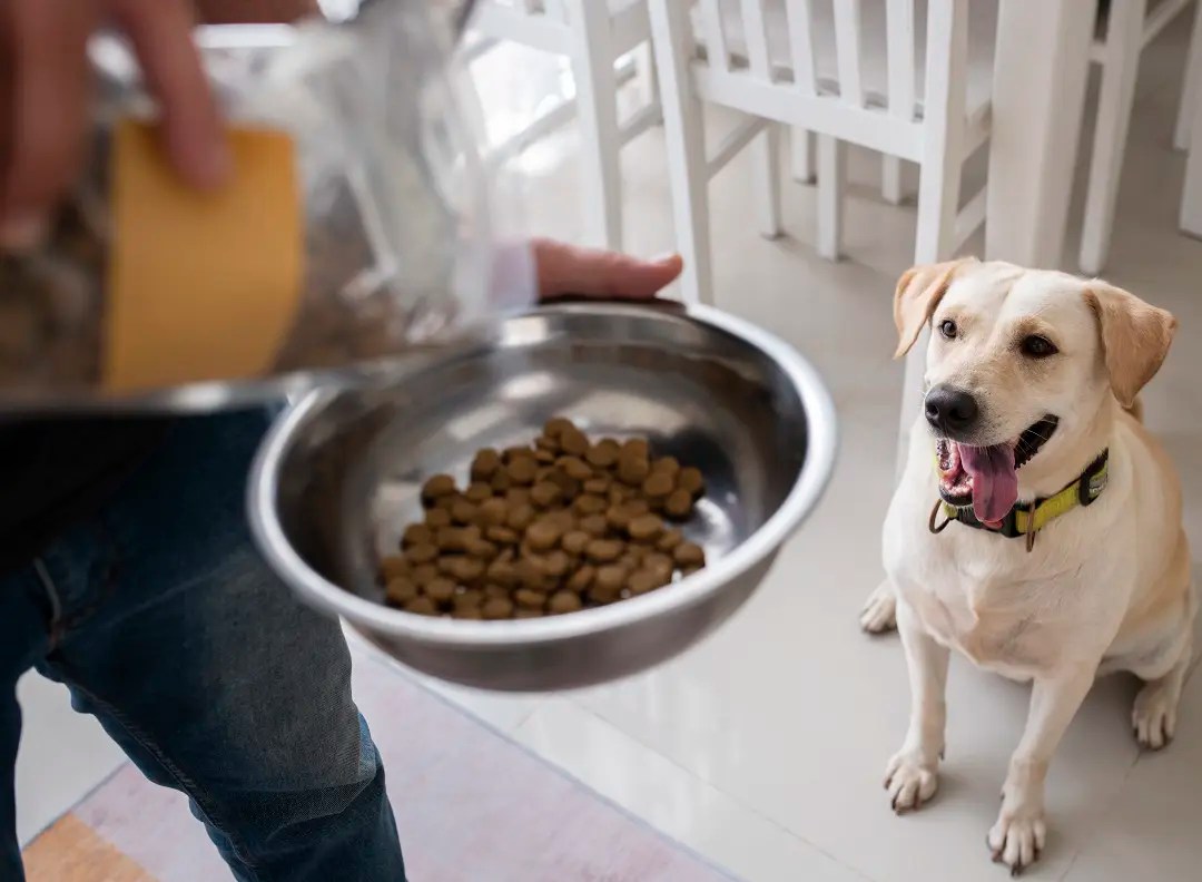 Dog Food Dry or Wet. How Much to Feed Your Dog PetCosset