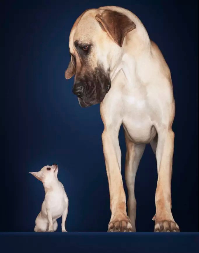 Dog Run Definition Top Questions Answered About Dog Runs