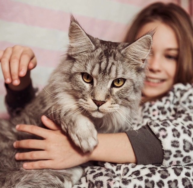 Is Maine Coon Hypoallergenic? Breed Facts PetCosset