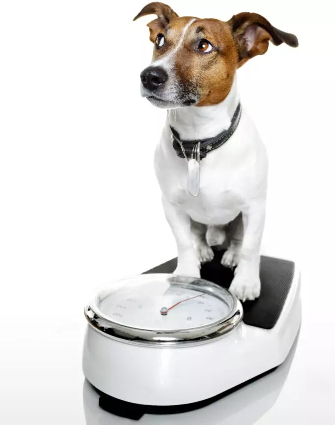 Why Is My Dog Not Drinking Water After Tooth Extraction?