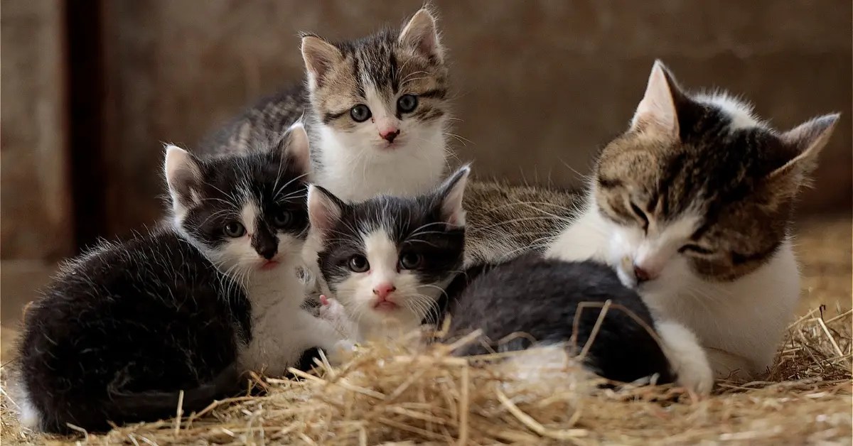 How Many Kittens Can A Cat Have? PetCosset