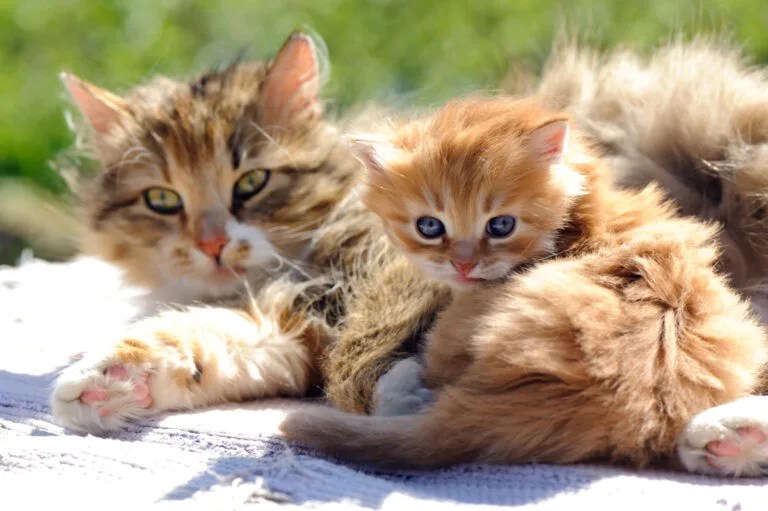 How Many Kittens Can A Cat Have? PetCosset