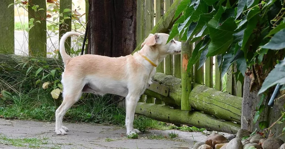 How To Keep Dogs From Barking At The Fence? PetCosset